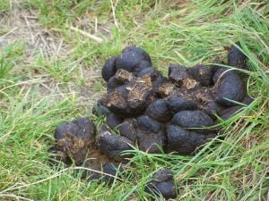 Horse dung - how often can you use a photo of shit on a blog. Found at: http://www.sxc.hu/photo/1060896